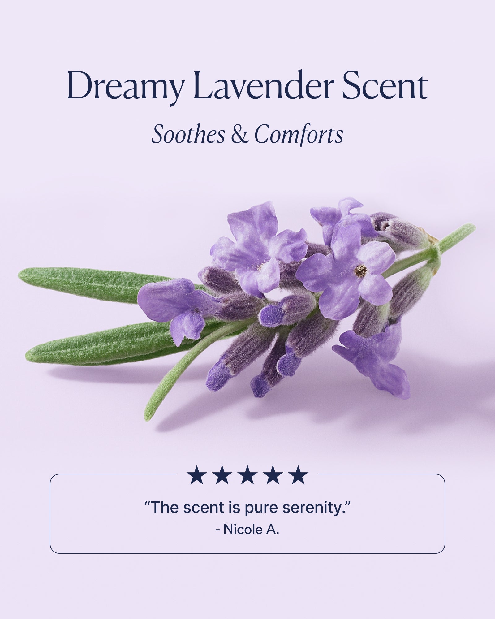 PDP_8_-_Scent_DTC_1600x2000_85fe8d04-1dbd-4227-a551-37f2a335c609.jpg